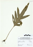 藏品(海岸擬茀蕨)的圖片